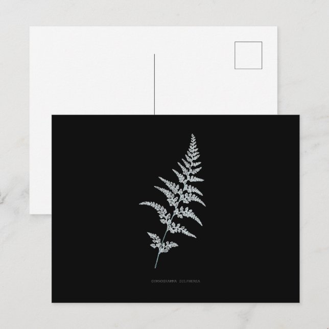 Carte Postale Fern - Gymnogramma Sulphurée - Effet de rayons X - (Devant / Derrière)