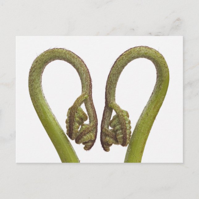 Carte Postale Fern sprouts 2 (Devant)