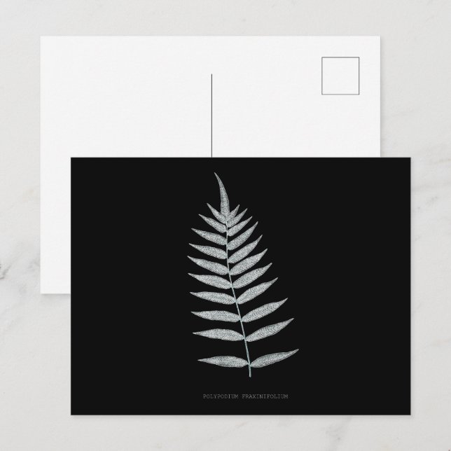 Carte Postale Ferne - Polypodyum Fraxinifolium - Effet de rayons (Devant / Derrière)