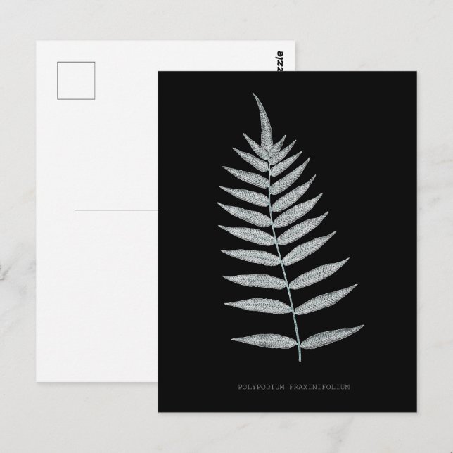 Carte Postale Ferne - Polypodyum Fraxinifolium - Effet de rayons (Devant / Derrière)
