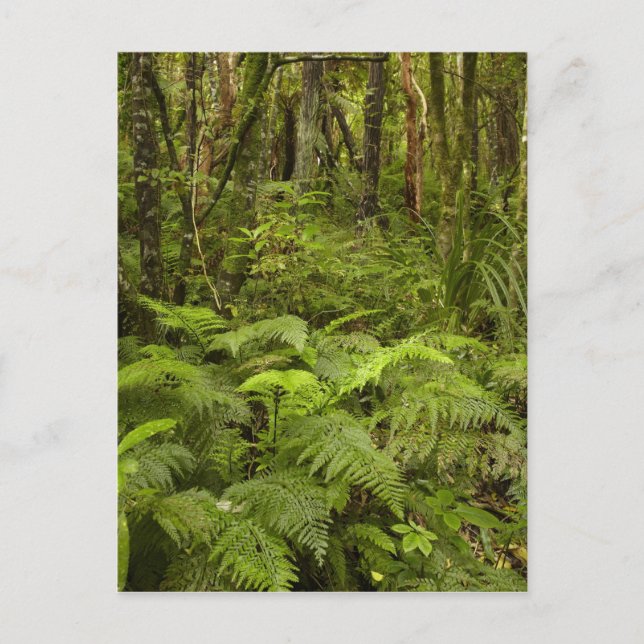 Carte Postale Ferns and native bush near Matai Falls, Catlins (Devant)