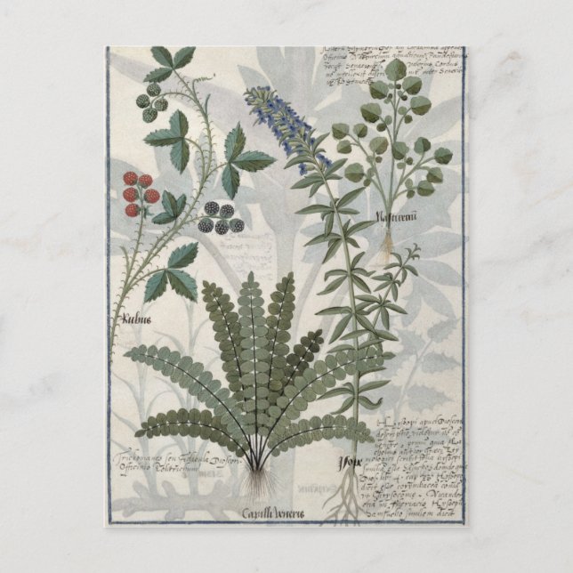 Carte Postale Ferns, Brambles et Fleurs (Devant)
