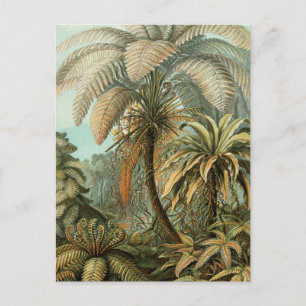 Carte Postale Ferns Palm Tree Antiquité Botanique Ferns Art