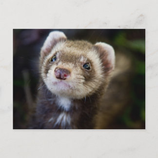 Carte Postale Ferret