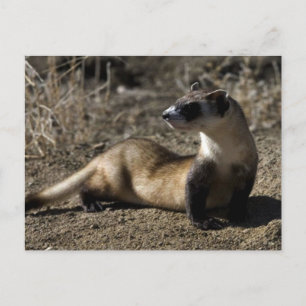 Carte Postale Ferret