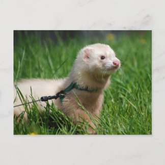 Carte Postale Ferret 1