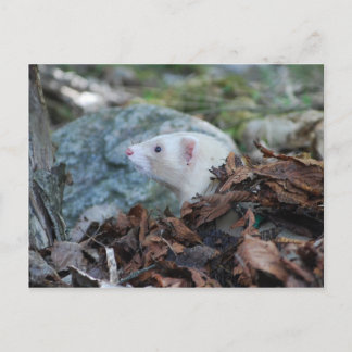 Carte Postale Ferret 2