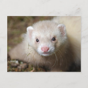 Carte Postale Ferret 3