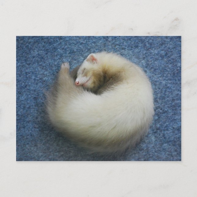 Carte Postale Ferret 4 (Devant)