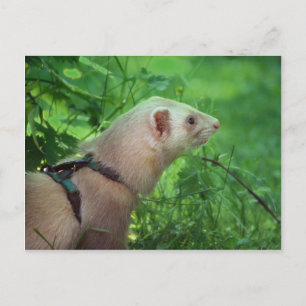 Carte Postale Ferret 6