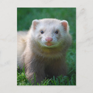 Carte Postale Ferret 7