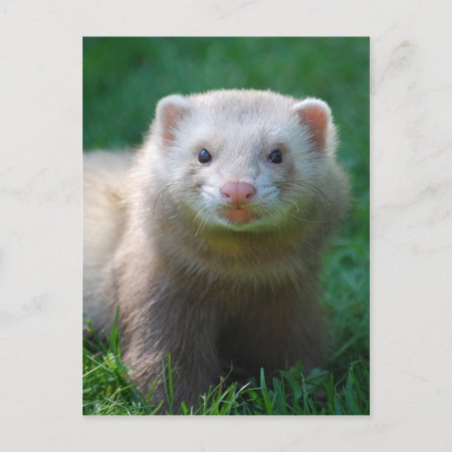Carte Postale Ferret 7 (Devant)
