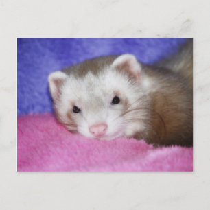 Carte Postale Ferret 9