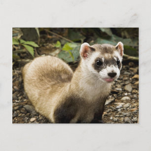 Carte Postale Ferret à pied noir