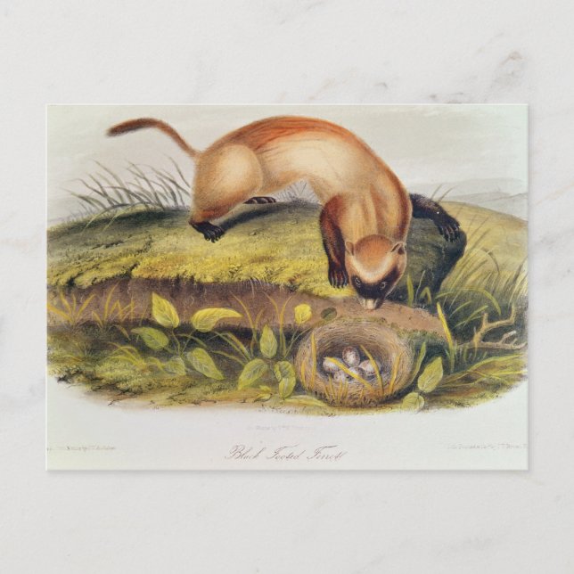 Carte Postale Ferret à pieds noirs (Devant)