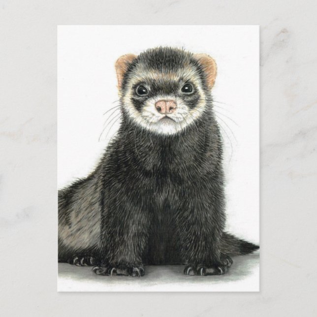 Carte Postale Ferret fun! (Devant)