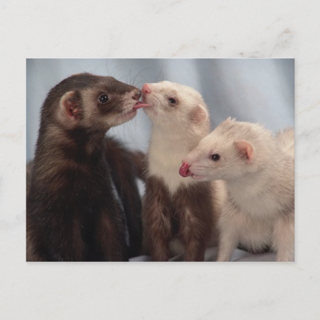 Carte postale Ferret Love (Devant)