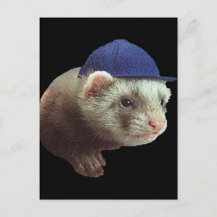 Carte Postale Ferret portant Casquette