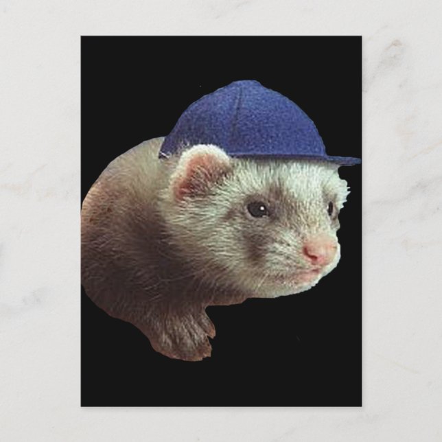 Carte Postale Ferret portant Casquette (Devant)
