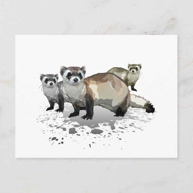 Carte Postale Ferrets (Devant)