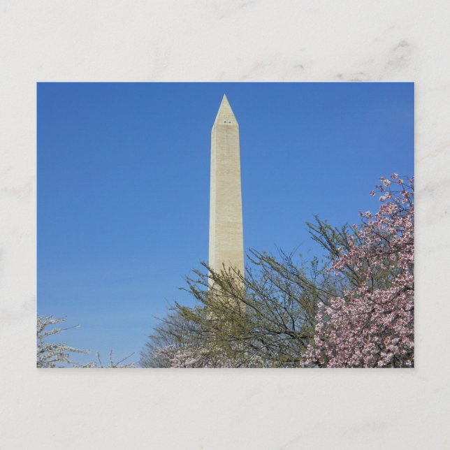 Carte Postale Festival Cherry Blossom du Monument de Washington (Devant)