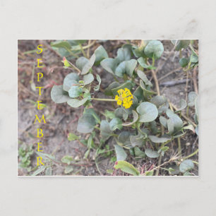 CARTE POSTALE FÊTE DE COULEUR CALIFORNIENNE : SEPTEMBRE