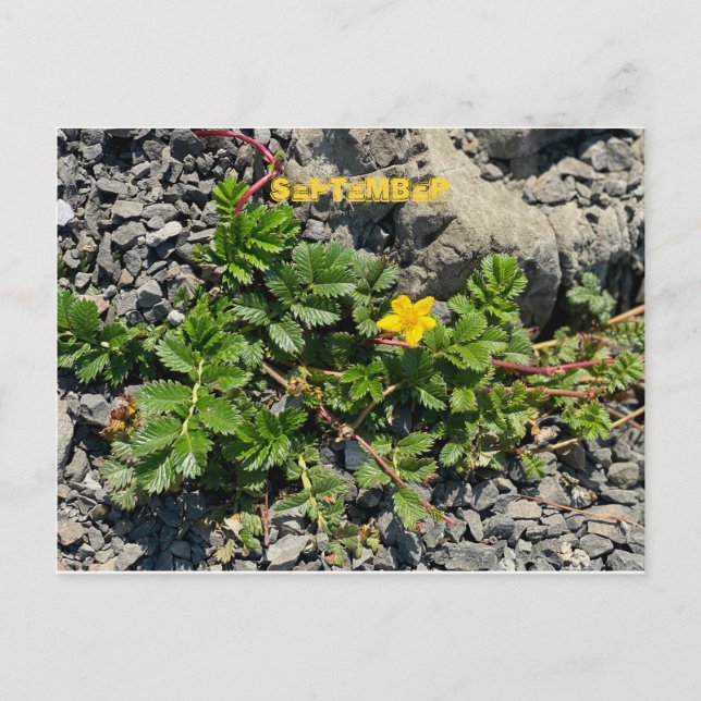 CARTE POSTALE FÊTE DE COULEUR CALIFORNIENNE : SEPTEMBRE (Devant)