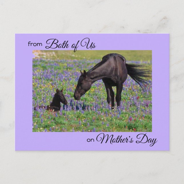 Carte Postale Fête des mères de nous deux Mare & Foal Photo (Devant)