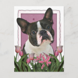 Carte Postale Fête des mères - Tulipes roses - Boston Terrier