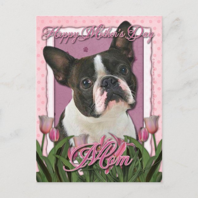 Carte Postale Fête des mères - Tulipes roses - Boston Terrier (Devant)
