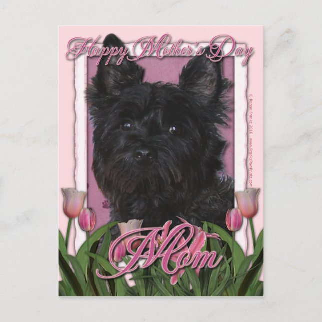 Carte Postale Fête des mères - Tulipes roses - Cairn Terrier - R (Devant)
