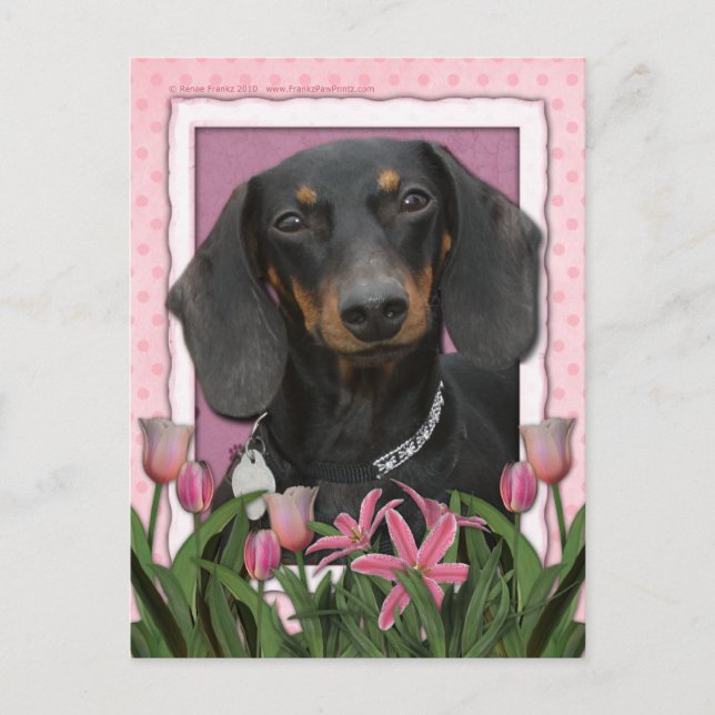 Carte Postale Fête des mères - Tulipes roses - Dachshund - Winst (Devant)