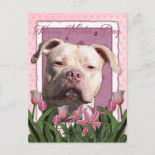 Carte Postale Fête des mères - Tulipes roses - Pitbull - Jersey