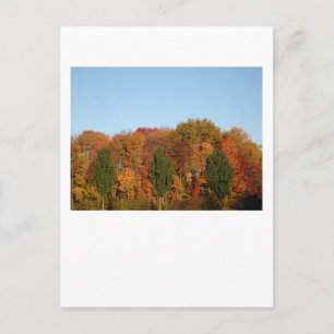 Carte Postale Feuillage d'automne