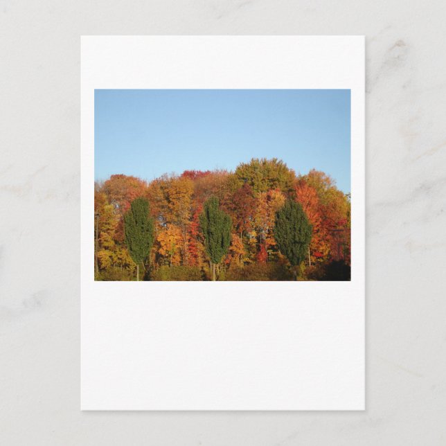 Carte Postale Feuillage d'automne (Devant)