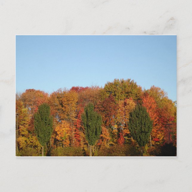 Carte Postale Feuillage d'automne (Devant)