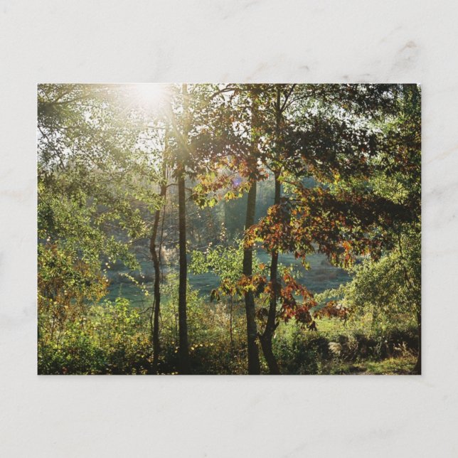 Carte Postale Feuillage d'automne (Devant)