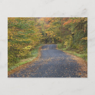 Carte Postale Feuillage d'automne au bord de la route, Vermont d
