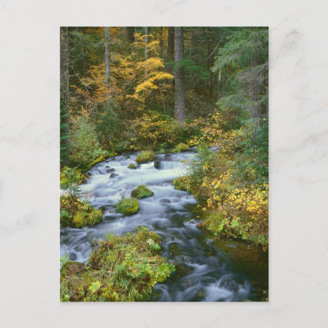 Carte Postale Feuillage d'automne & bordure de sapin de Douglas  (Devant)