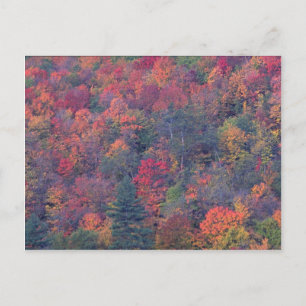 Carte Postale Feuillage d'automne d'une forêt mixte de feuillus