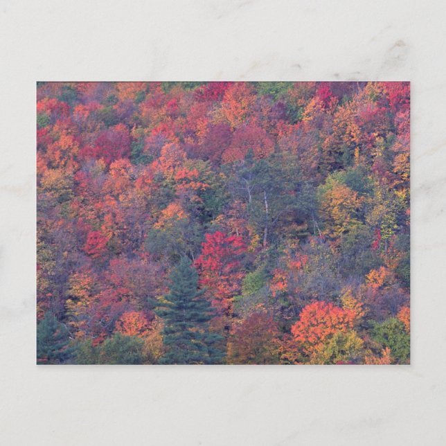 Carte Postale Feuillage d'automne d'une forêt mixte de feuillus (Devant)