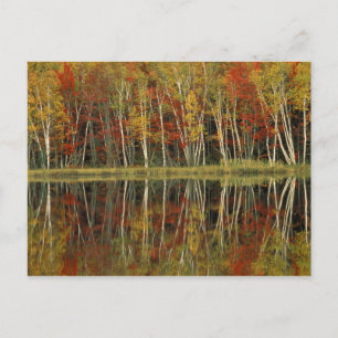 Carte Postale Feuillage d'automne et reflets de bouleau ; Hiawat