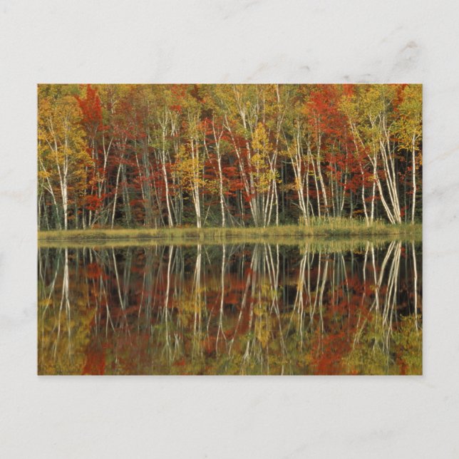 Carte Postale Feuillage d'automne et reflets de bouleau ; Hiawat (Devant)