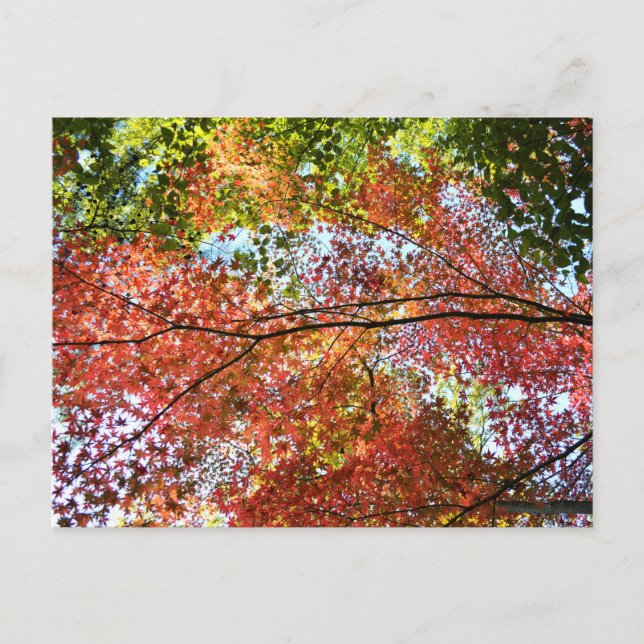 Carte Postale Feuillage d'automne : Japon (Devant)