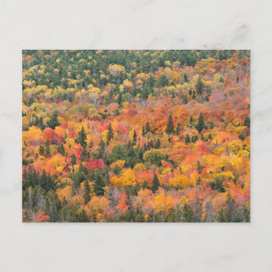 Carte Postale Feuillage d'automne   Péninsule de Keweenaw, Michi