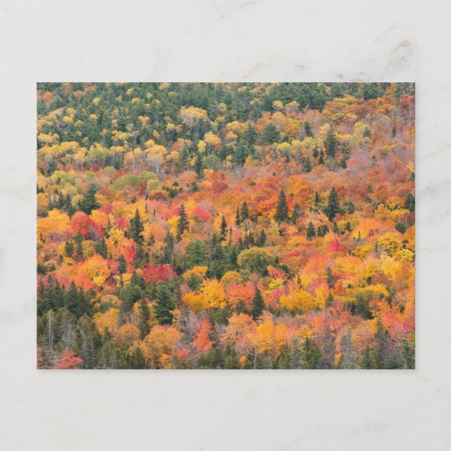Carte Postale Feuillage d'automne | Péninsule de Keweenaw, Michi (Devant)