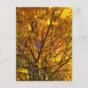 Carte Postale Feuillage de automne jaune