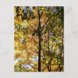 Carte Postale Feuillage de automne jaune et vert