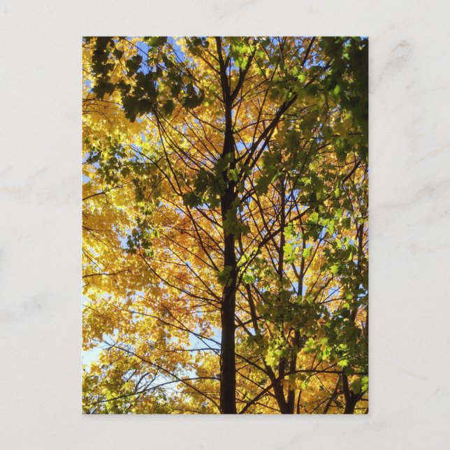 Carte Postale Feuillage de automne jaune et vert (Devant)