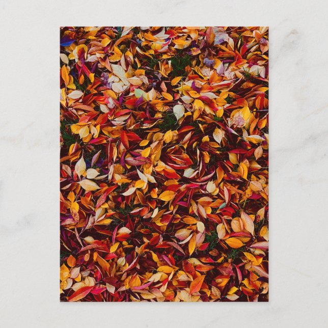 Carte Postale Feuillage de couleur automnale  (Devant)